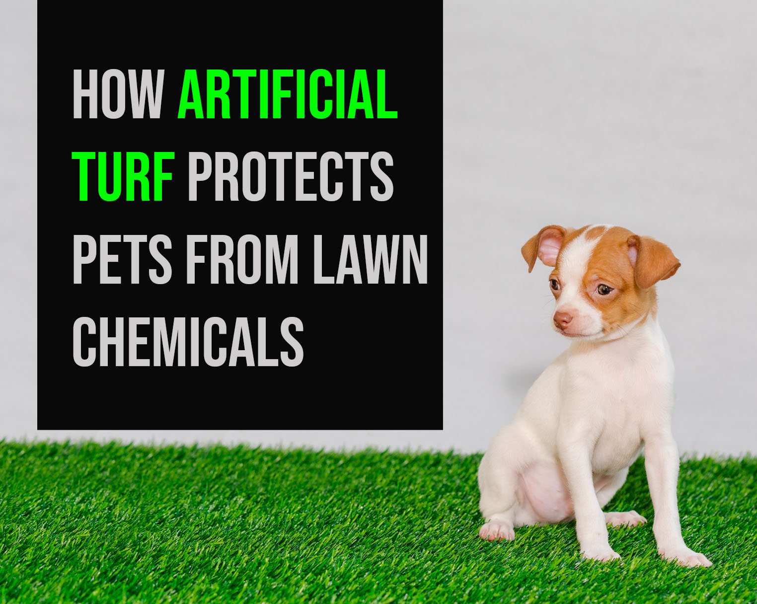 Can Dogs Get Sick From Lawn Fertilizer
